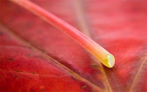 虹之玉养殖方法,三种植物都挺好!一起来看看这些!